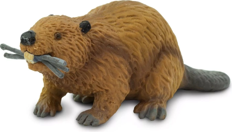 Beaver at work – with a twig to repair the dam