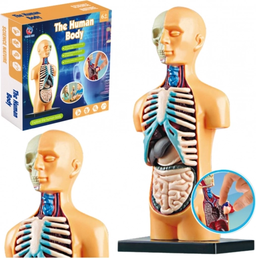 Model anatomije človeškega telesa za izobraževanje