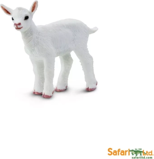 Kid Goat
