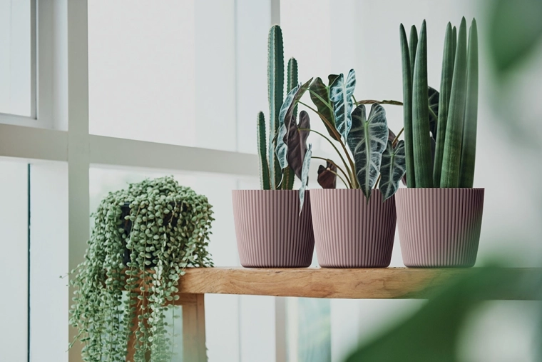 Idealno za manjše rastline