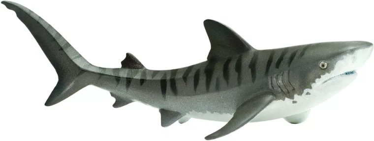 Learning through play about marine predators