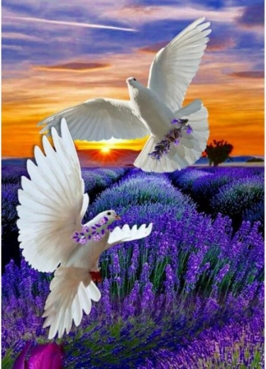 Paint by numbers on canvas in a frame 40 × 50 cm – Two pigeons