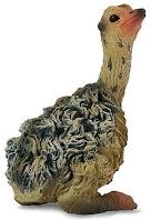 Seděče Osol Collecta