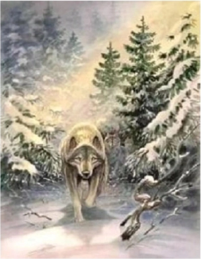 Norimpex slikanje po številkah Volk v gozdu 40 × 50 cm