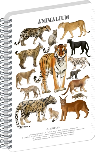 Notique spiralni blok Animalium – mačje zveri, A5, karo