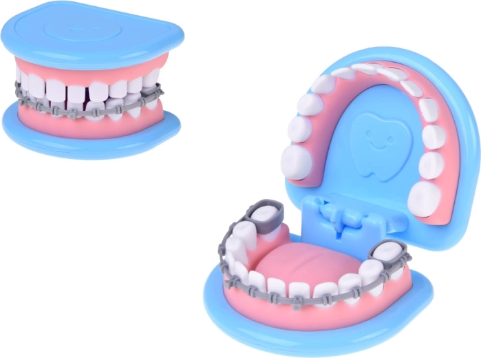 Realistic jaw model