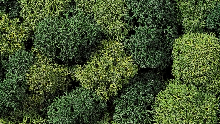 Decorative Moss Light and Dark Green