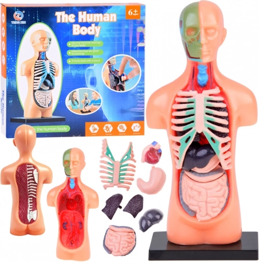 Izobraževalni model človeškega telesa z odstranljivimi organi, mini 15 cm