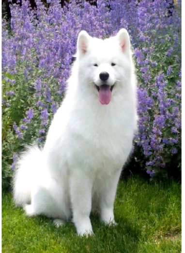 Diamantno slikanje – pes samojed 30 × 40 cm