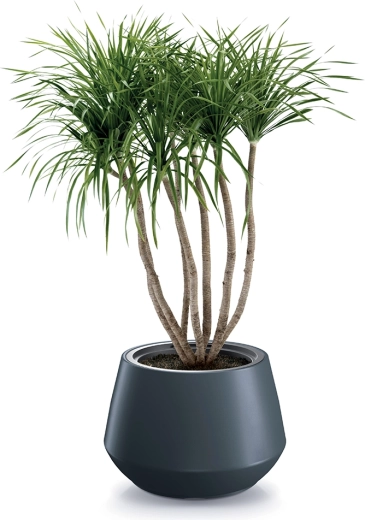 Sodoben antracitni videz