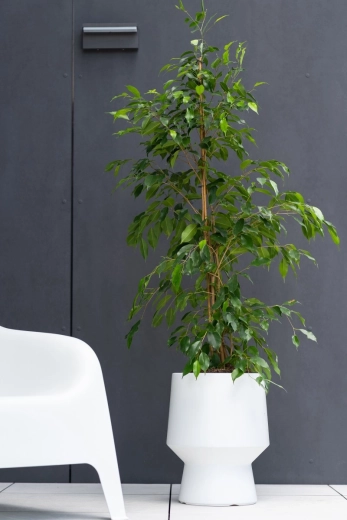 Pametni vložek za bolj zdrave korenine