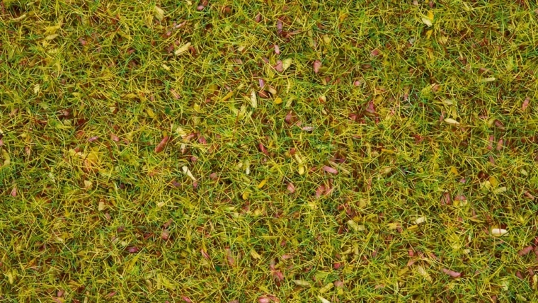 Noch statična trava cvetoči travnik 2,5 mm