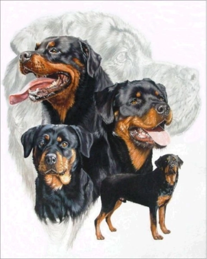 Diamantno vezenje (diamond painting) rottweiler 30 × 40 cm