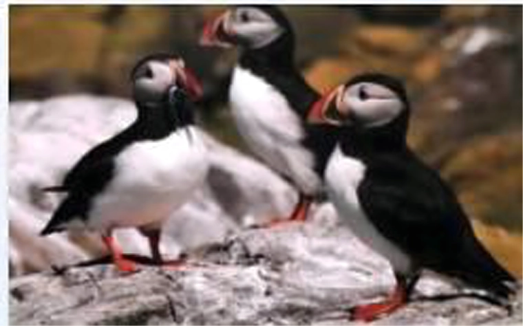 Realističen motiv maskonov