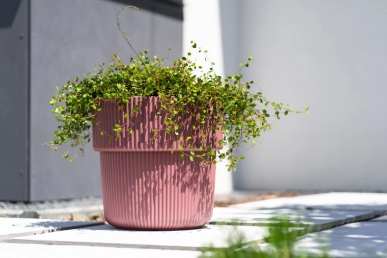 Praktičen vložek za preprosto sajenje