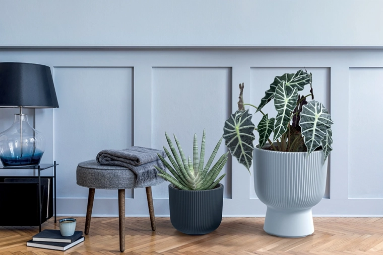 Odstranljiv vložek za enostavno presajanje