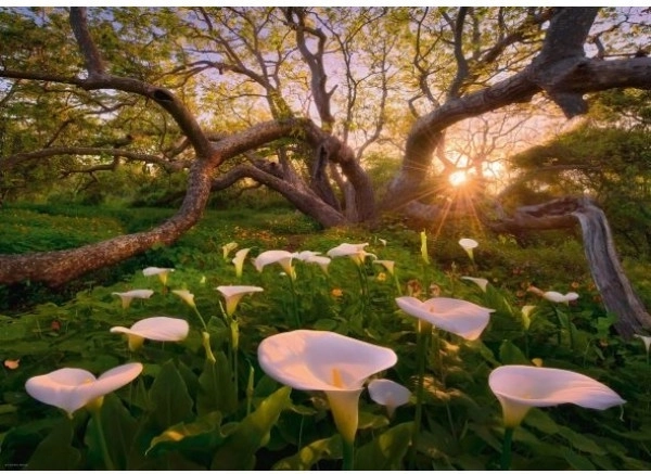 Puzzle z 1000 kosov Čarobni Gozd Kalie