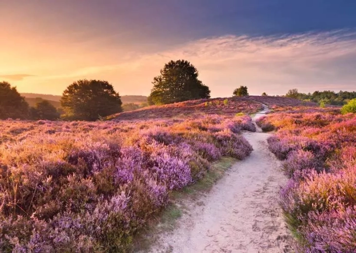 Sestavljanka RAVENSBURGER Rožnata pot 1000 koščkov