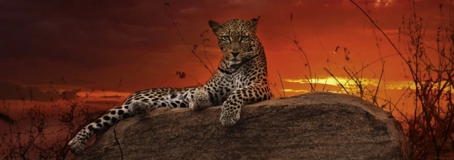 Panoramske puzzle Svitanje v Keniji 2000 koščkov