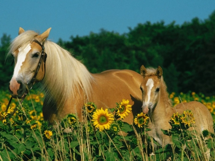 RAVENSBURGER Puzzle Konjska sreča XXL 200 kosov