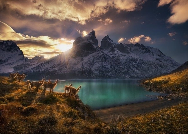 Sestavljanka Čile Lame Guanako 1000 kosov