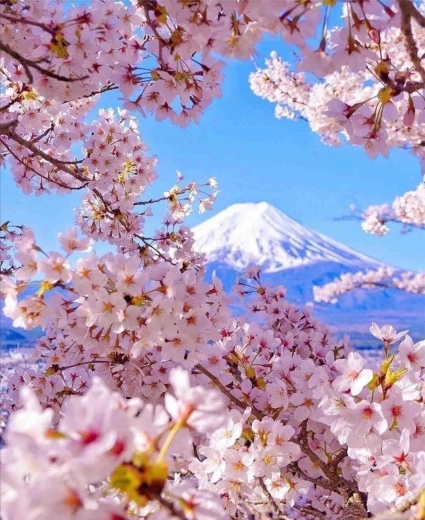 Diamantno slikanje Gora Fudži s češnjevim cvetom 30 × 40 cm