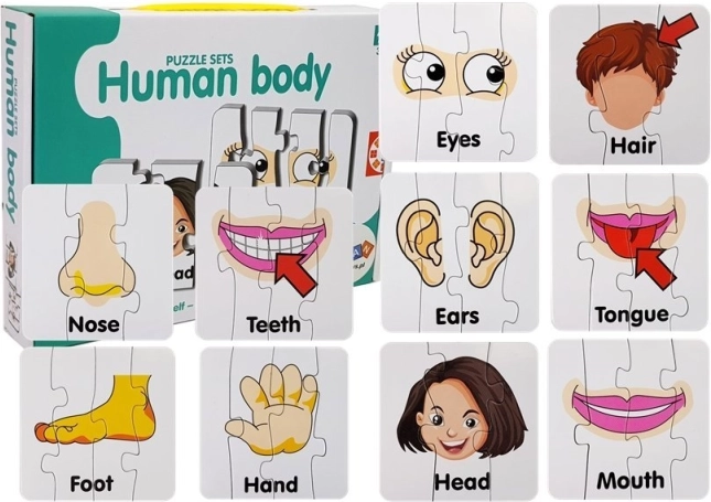 Izobraževalne sestavljanke – deli človeškega telesa, 10 parov, angleške besede