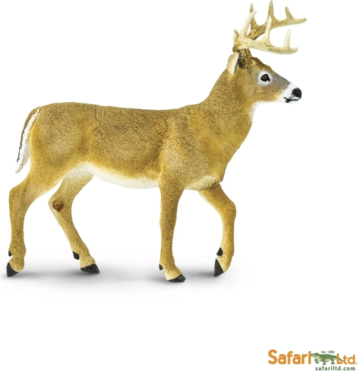 White-tailed deer Safari Ltd.