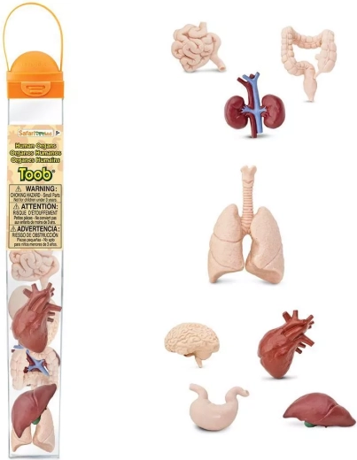 Safari Ltd. Toobs človeški organi – izobraževalni komplet figuric v tubi