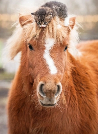 Ravensburger puzzle – ponij in mucek, 500 kosov