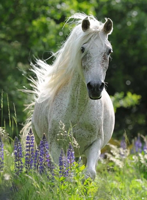 Sestavljanka Beli žrebec XXL 100 kosov