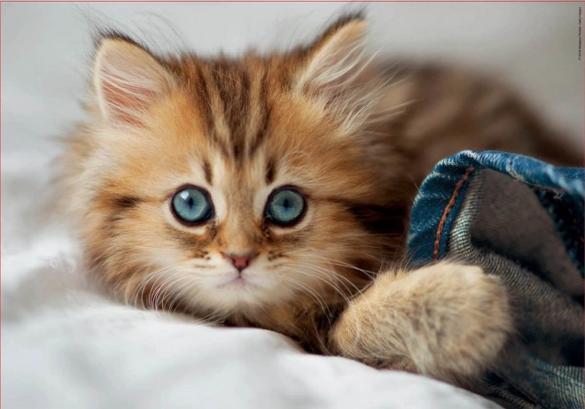 Sestavljanka Mucek EDUCA 200 kosov