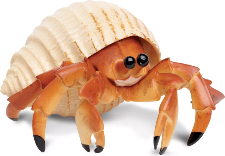 Hermit Crab Safari Ltd.