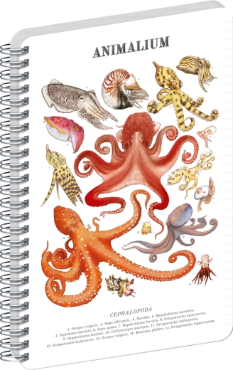 Notique spiralni blok Animalium Glavonožci, črtan, A4