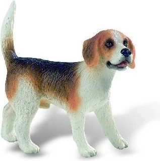 Beagle Henry