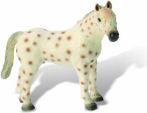 Knabstrupper-žrebec