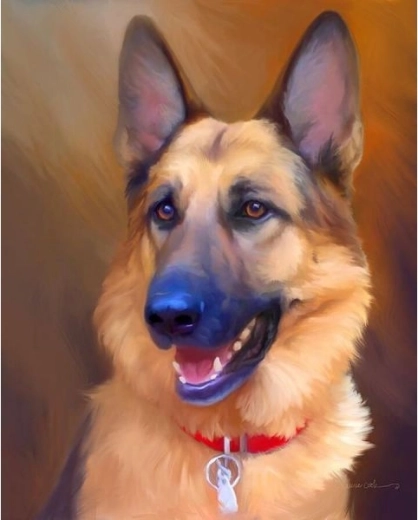 Paint by Numbers Framed Canvas 40 × 50 cm – German Shepherd Dog