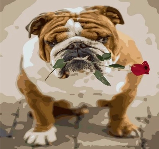 Norimpex Slikanje po številkah – buldog z vrtnico 40 × 50 cm