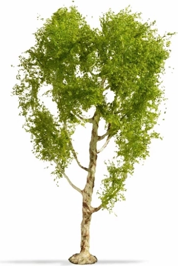 Noch Master Tree breza (Betula pendula) 21 cm
