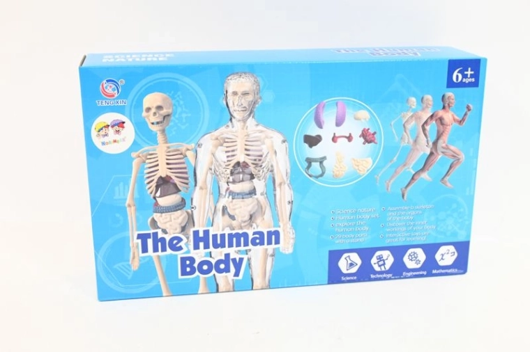 Anatomski model človeškega telesa