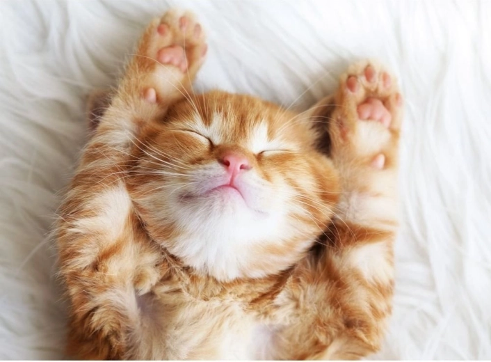 Ravensburger puzzle Speči kosmatinec 500 koščkov