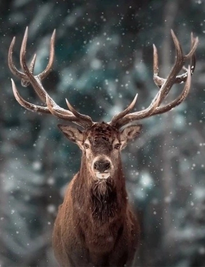 Diamantno slikanje – portret jelena 30 × 40 cm