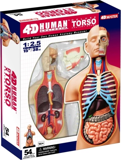 4D Master deluxe anatomski trup človeka 38 cm