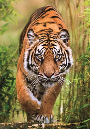 Sestavljanka Lovska steza 1000 kosov CLEMENTONI