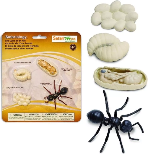 Safari Ltd. življenjski cikel – mravlja
