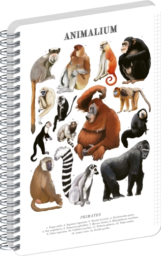 Notique spiralni blok Animalium – primati, A4, karo