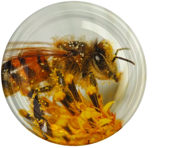 Pokrov fi82 z motivom velike čebele na cvetu