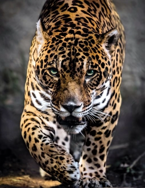 Sestavljanka 1000 kosov Jaguar