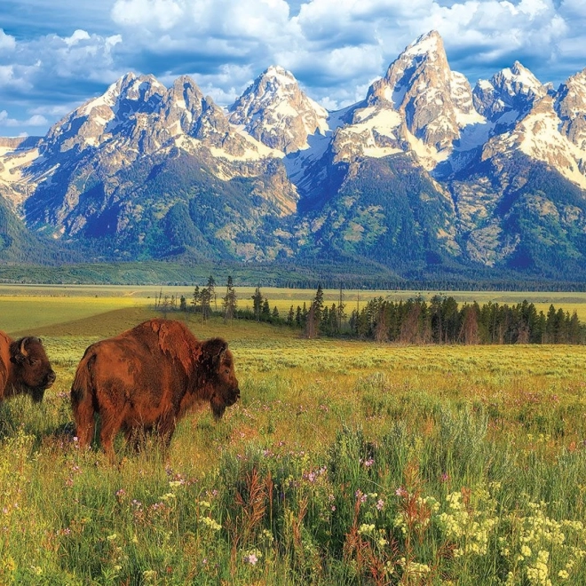 Sestavljanka čudoviti Narodni park Grand Teton 1000 delov