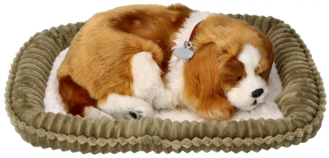 Dihajoči mladiček Cavalier